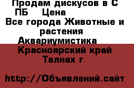 Продам дискусов в С-ПБ. › Цена ­ 3500-4500 - Все города Животные и растения » Аквариумистика   . Красноярский край,Талнах г.